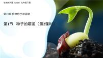初中生物苏科版（2024）七年级下册（2024）种子的萌发第二课时教学设计