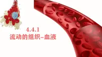 初中生物人教版（2024）七年级下册（2024）流动的组织—血液集体备课ppt课件