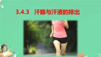 初中生物冀少版（2024）七年级下册（2024）汗腺与汗液的排出课文ppt课件