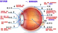 初中生物人教版（2024）八年级上册（2024）第一节 人体对外界环境的感知课文ppt课件