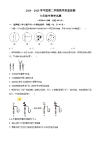 山东省滨州市滨城区2024-2025学年七年级下学期期中生物试题（原卷版+解析版）