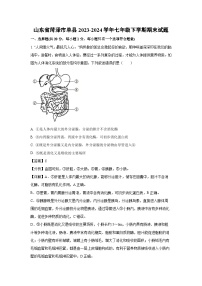山东省菏泽市单县2023-2024学年七年级下学期期末生物试题（解析版）