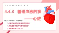 初中生物人教版（2024）七年级下册（2024）输送血液的泵—心脏教学ppt课件