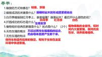 济南版（2024）七年级下册（2024）有性生殖增加了后代的多样性教课内容ppt课件