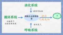 初中生物北师大版（2024）七年级下册（2024）人体产生的代谢废物课堂教学ppt课件