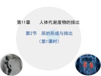 初中生物尿的形成与排出备课课件ppt