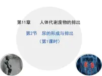 初中生物尿的形成与排出备课课件ppt