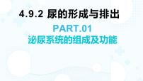 初中生物北师大版（2024）七年级下册（2024）尿的形成与排出教学演示ppt课件