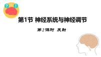 北师大版（2024）七年级下册（2024）神经系统与神经调节教课课件ppt