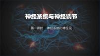 初中生物北师大版（2024）七年级下册（2024）神经系统与神经调节教案配套课件ppt