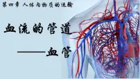 人教版（2024）七年级下册（2024）血流的管道—血管多媒体教学课件ppt