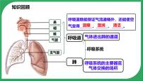 生物七年级下册（2024）发生在肺内的气体交换说课课件ppt