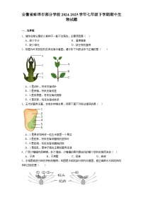 安徽省蚌埠市部分学校2024-2025学年七年级下学期期中 生物试题（含解析）