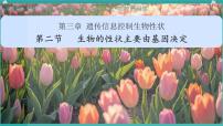 生物七年级下册（2024）生物的性状主要由基因决定教案配套ppt课件