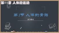 初中生物北师大版（2024）七年级下册（2024）人体的骨骼教学演示ppt课件