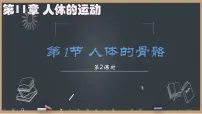 初中生物北师大版（2024）七年级下册（2024）人体的骨骼教学演示ppt课件