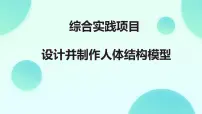 人教版（2024）七年级下册（2024）设计并制作人体结构模型授课课件ppt