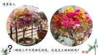 生物七年级下册（2024）植物的繁殖课堂教学课件ppt