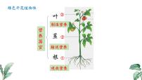 初中生物苏教版（2024）七年级下册（2024）植物的营养器官课文内容ppt课件