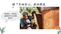 初中生物苏教版（2024）七年级下册（2024）植物的营养器官授课课件ppt