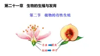 苏教版（2024）八年级下册植物的有性生殖教学课件ppt