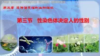 初中生物济南版（2024）七年级下册（2024）性染色体决定人的性别示范课课件ppt