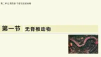初中苏教版（2024）无脊椎动物教学ppt课件