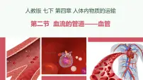 初中生物人教版（2024）七年级下册（2024）血流的管道—血管说课课件ppt