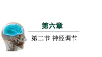 人教版（2024）八年级上册（2024）第二节 神经调节说课课件ppt