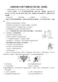 人教版生物七年级下册期末复习练习题（含答案）