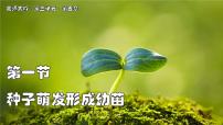 初中生物北师大版（2024）七年级上册（2024）种子萌发形成幼苗图片课件ppt