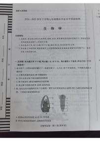 河南省新乡市2024-2025学年七年级下学期6月期末考试生物试题