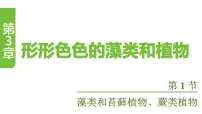 初中苏教版（2024）藻类和苔藓植物、蕨类植物课文课件ppt