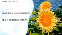 初中生物苏教版（2024）七年级下册（2024）植物的光合作用图文ppt课件