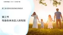济南版（2024）七年级下册（2024）性染色体决定人的性别教学ppt课件