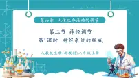 人教版（2024）八年级上册（2024）第四单元 人体生理与健康（二）第六章 人体生命活动的调节第二节 神经调节精品课件ppt