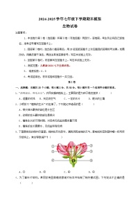 2024-2025学年七年级下学期生物期末模拟试卷（含答案）（人教版2024）