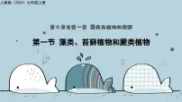 生物七年级上册（2024）藻类、苔藓和蕨类教学课件ppt