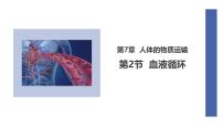 初中生物北师大版（2024）七年级下册（2024）血液循环评课课件ppt