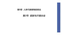 七年级下册（2024）皮肤与汗液分泌课前预习ppt课件