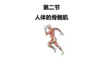 初中生物北师大版（2024）七年级下册（2024）人体的骨骼肌教课内容课件ppt