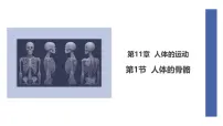 初中生物北师大版（2024）七年级下册（2024）人体的骨骼课文内容ppt课件