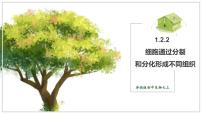 初中生物济南版（2024）七年级上册（2024）细胞通过分裂和分化形成不同组织图文课件ppt