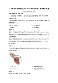 广东省汕头市潮南区2024-2025学年七年级下期中生物试卷（解析版）