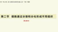 济南版（2024）七年级上册（2024）细胞通过分裂和分化形成不同组织教学课件ppt
