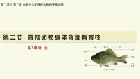 济南版（2024）七年级上册（2024）脊椎动物身体背部有脊柱教学课件ppt