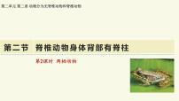 初中生物济南版（2024）七年级上册（2024）脊椎动物身体背部有脊柱教学ppt课件