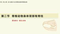初中生物济南版（2024）七年级上册（2024）脊椎动物身体背部有脊柱教学课件ppt
