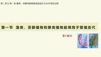 生物七年级上册（2024）孢子植物主要有藻类、苔藓和蕨类植物图片ppt课件