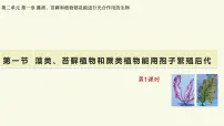 生物七年级上册（2024）孢子植物主要有藻类、苔藓和蕨类植物图片ppt课件